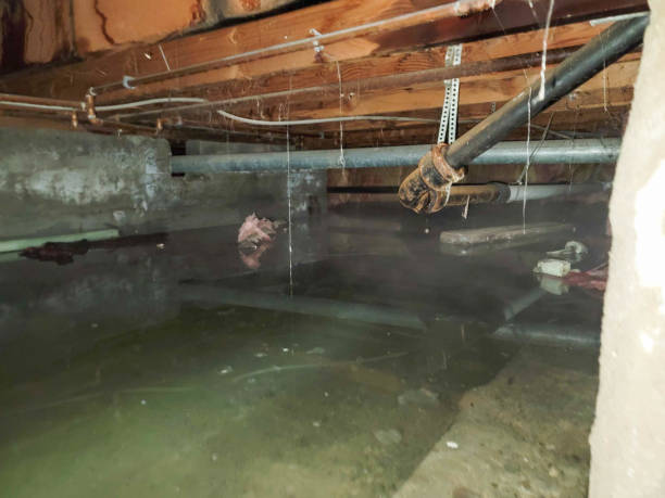 Best Carpet water damage restoration  in Belmont, PA